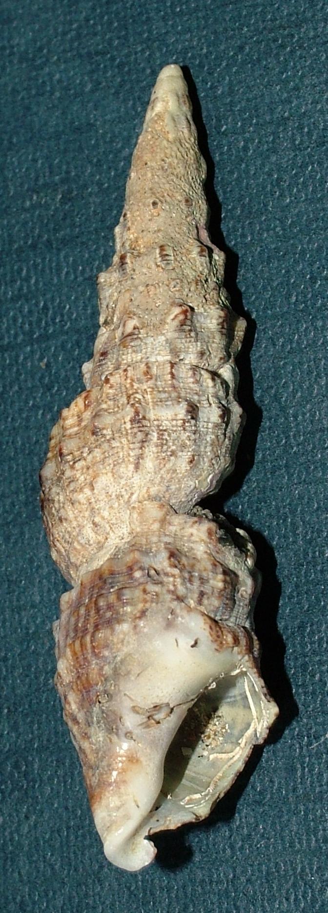 Cerithium (vulgatum?) deforme